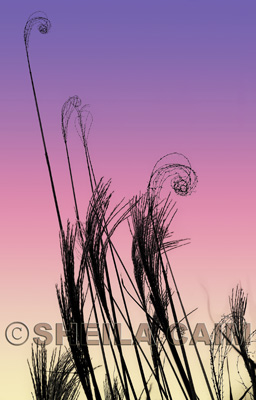 Dry weeds against a sunset
