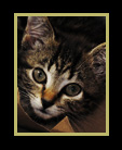 A part Bengel kitten thumbnail