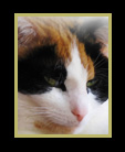 Portrait of a calico cat thumbnail
