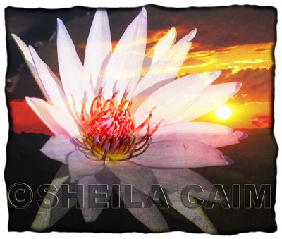 Collage of a water lily and a sunset