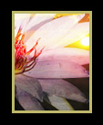 Collage of a water lily and a sunset thumbnail