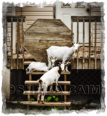 Three goats on a porch