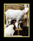 Three goats on a porch thumbnail