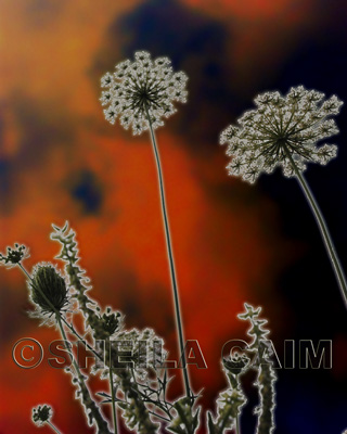 Queen Ann's Lace