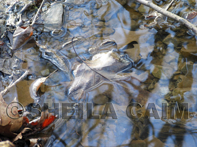 Leaves floating in water