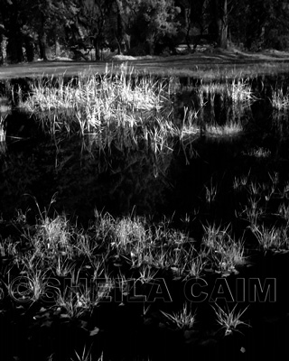 Infrared Pond and grasses