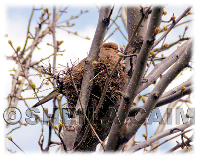 Nesting mourning dove