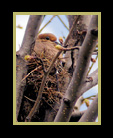nesting morning dove thumnail