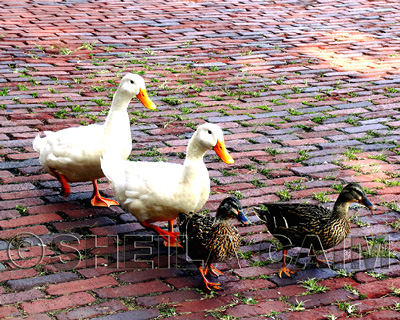 4 ducks marching