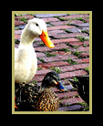 4 ducks marching