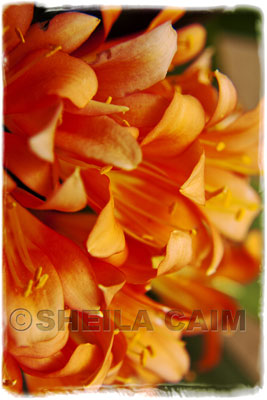 A field of orange flowers