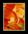 A field of orange flowers_thumbnail