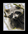 raccoon thumbnail