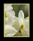 A digital pastel of daffodils thumbnail