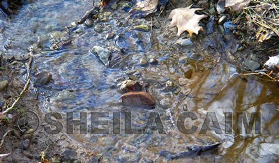 pebbles and rocks and reflections