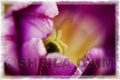 Close up of tropical flower