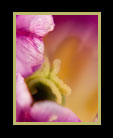 A close-up of a tropical flower thumbnail