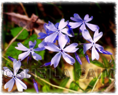 Phlox