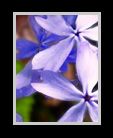 Phlox thumbnail