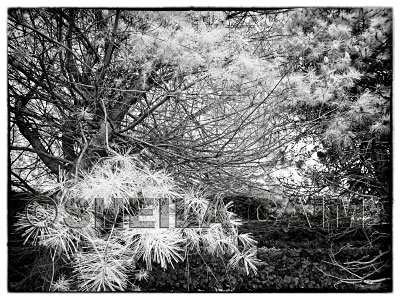 Infrared image of a wooded scene