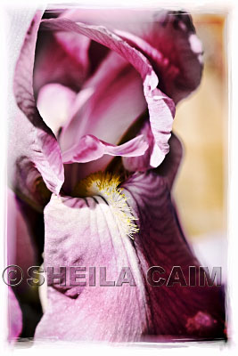 Close-up of a pink iris.