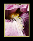 Close-up of a pink iris thumbnail