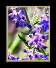 Lavender thumbnail