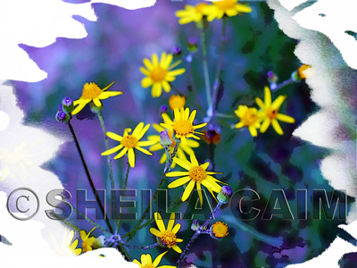 Purple and yellow flowers