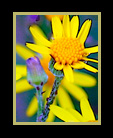 Purple & yellow flowers thumbnail