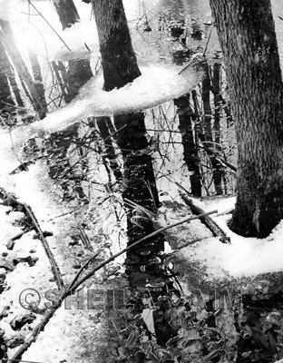 Icy rings surrounding trees and reflected in water