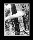 Icy rings surrounding trees and reflected in water thumbnail