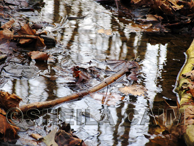 Ripples and reflections