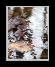 Ripples and reflections thumbnail