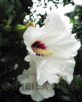 Rose of Sharon