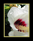 Rose of Sharon thumbnail