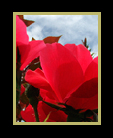 Red Roses thumbnail