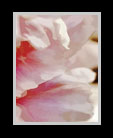 Part of series of flower close-ups thumbnail