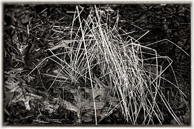 dried grasses reminiscent of a scorpion's legs