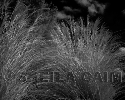 Infrared Grasses