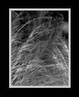infrared grasses thumbnail