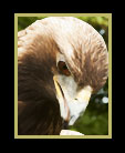 Portrait of a Golden Eagle_thumbnail