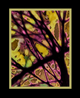 Stained Glass Woods thumbnail