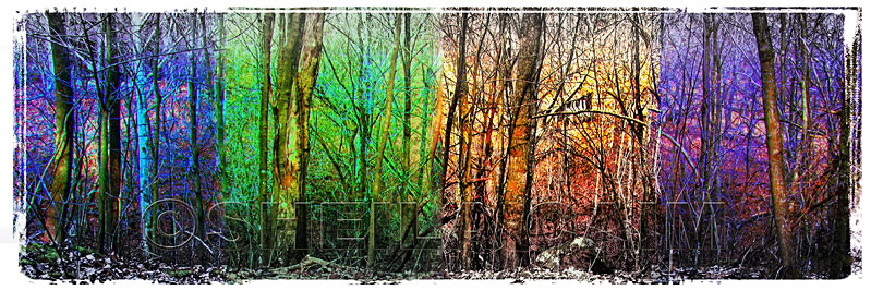 A "multi colored" wooded scene - panaramic