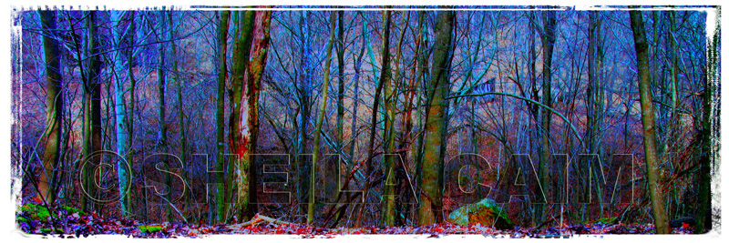 A "blue" wooded scene - panaramic