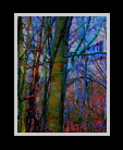 A "blue" wooded scene - panaramic thumbnail