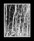 A  black andwhite image of a wooded scene thnumbnail