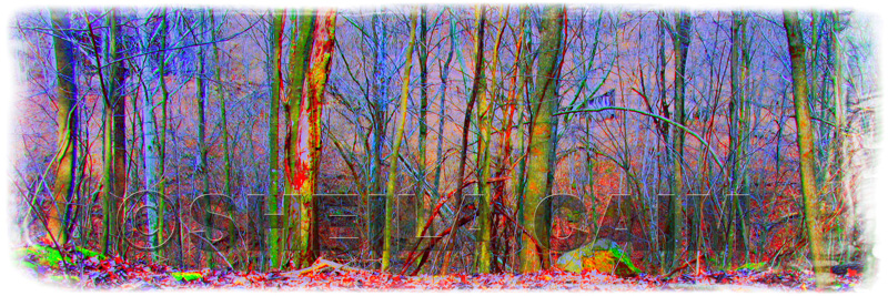 A "multi colored" wooded scene - panaramic