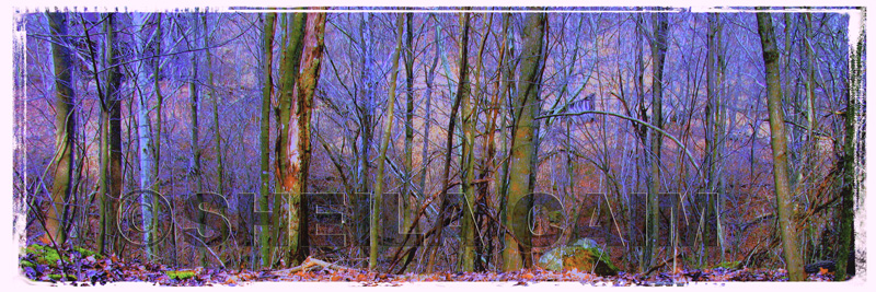 A "purple" wooded scene - panaramic