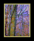 A "purple" wooded scene