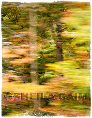 Part of series of landscapes in motion